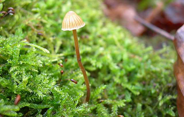 Galerina spec. DSCN 9169